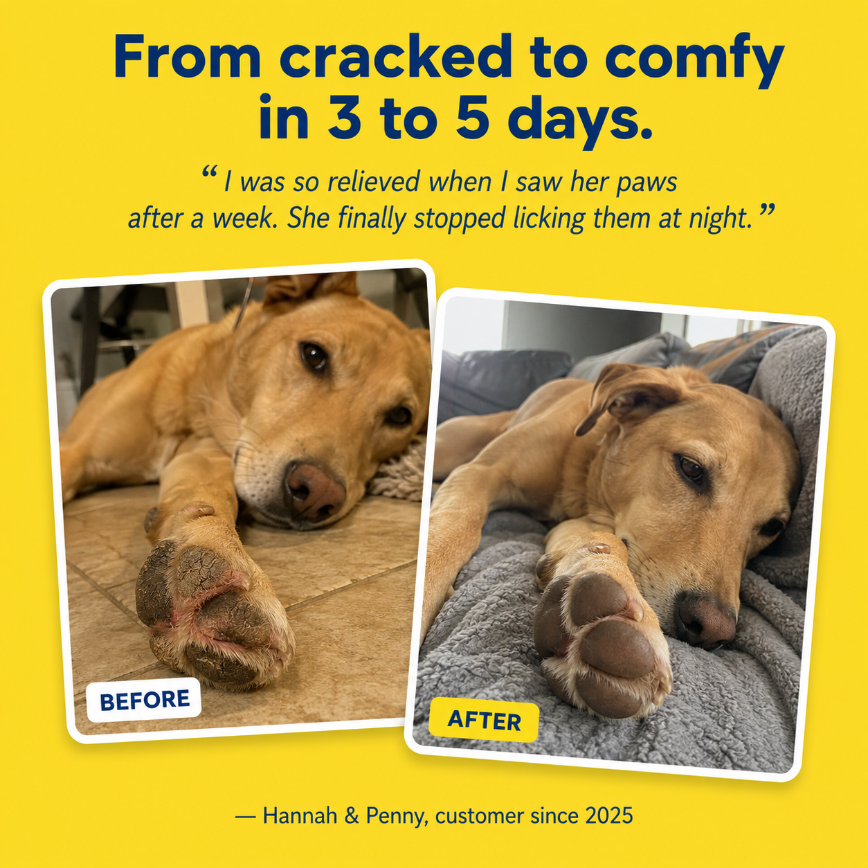 Protect, Nourish & Repair Your Dog’s Paws with Wellsy's Paw Hero Balm