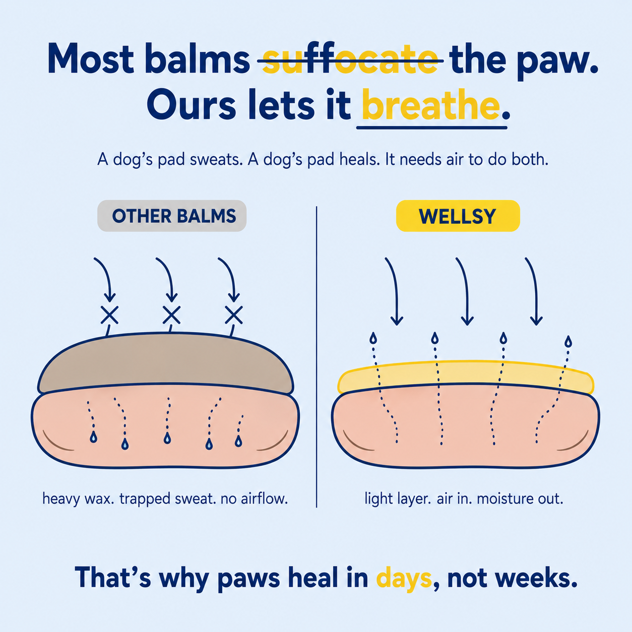 Protect, Nourish & Repair Your Dog’s Paws with Wellsy's Paw Hero Balm