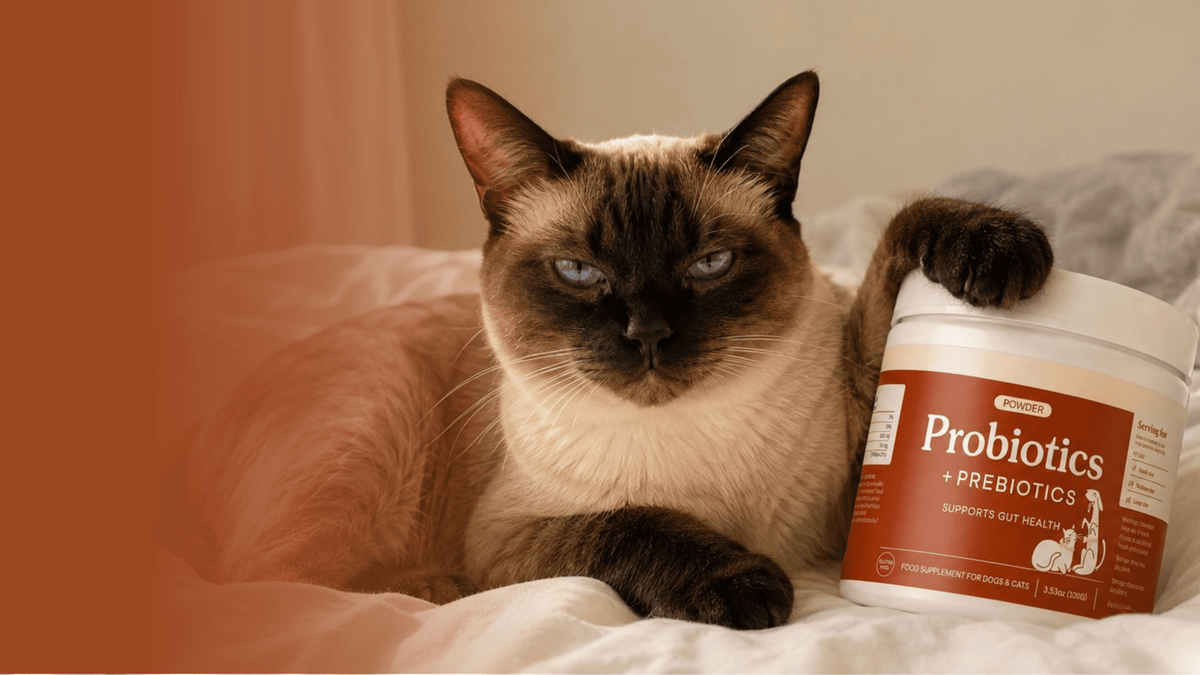 Cat with supplement tub